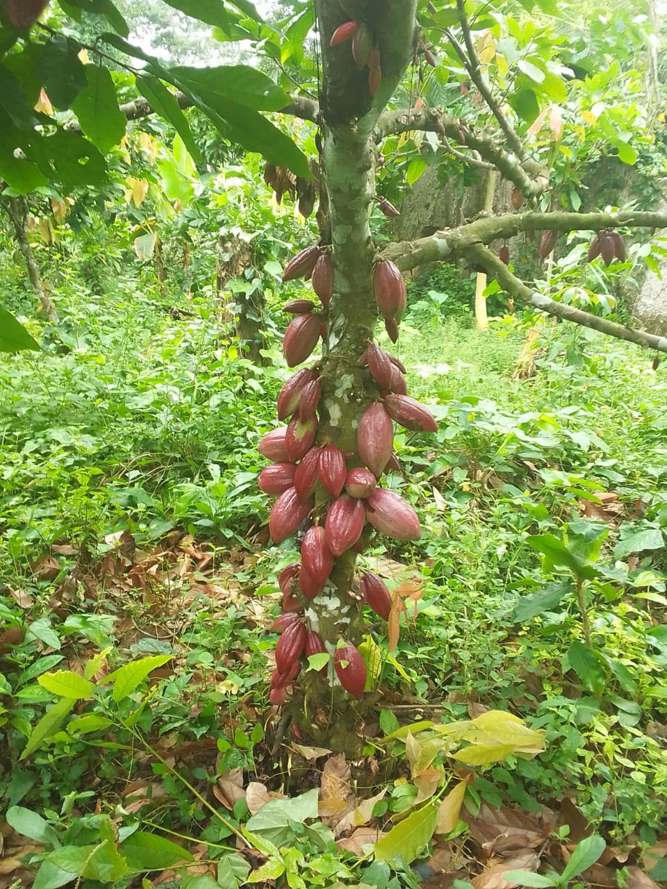 Cabosse de cacao mûrissant sur un arbre du Bassin du Congo