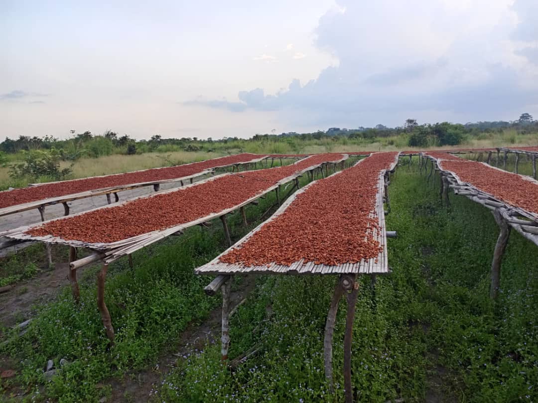 Séchoirs traditionnels de cacao au Bassin du Congo