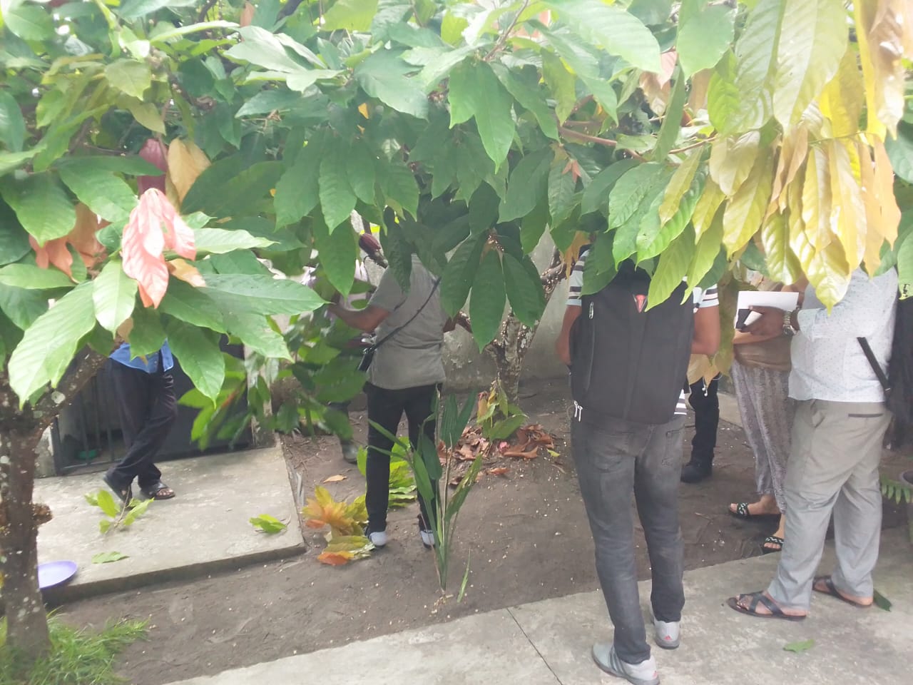 Visite d'une parcelle de cacaoyers avec producteurs