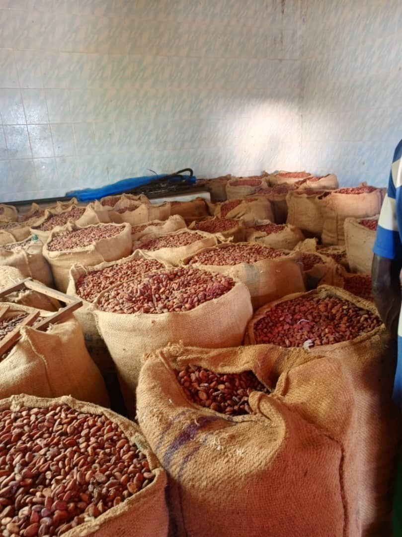 Sacs de fèves de cacao prêts pour l'export